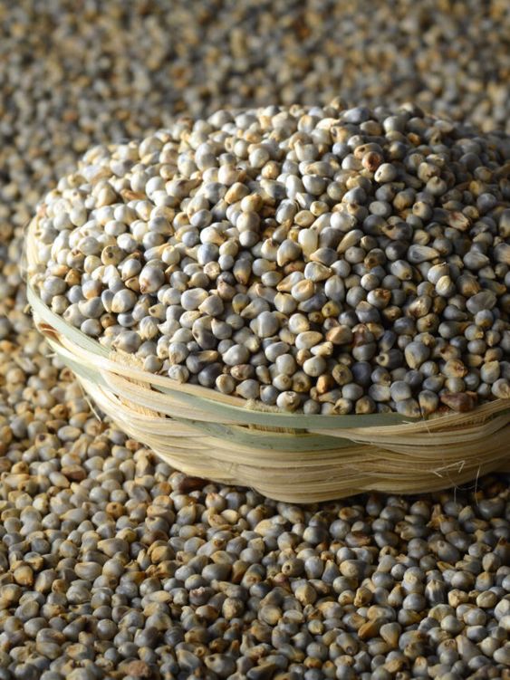 Pearl Millet <span style=