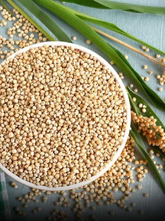 Sorghum <span style=