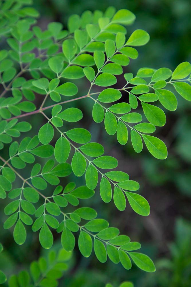 Moringa Leaf Powder <span style=