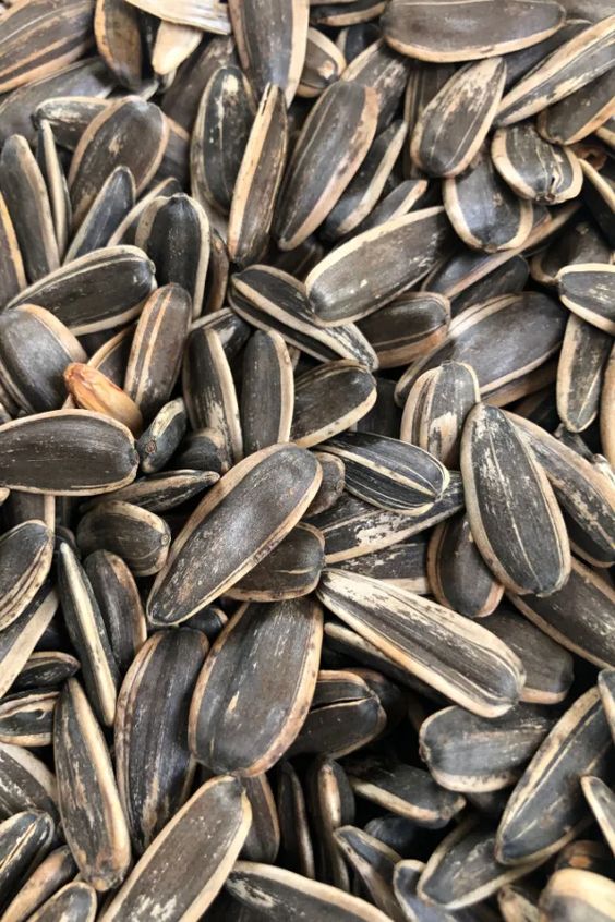 Sunflower Seeds <span style=